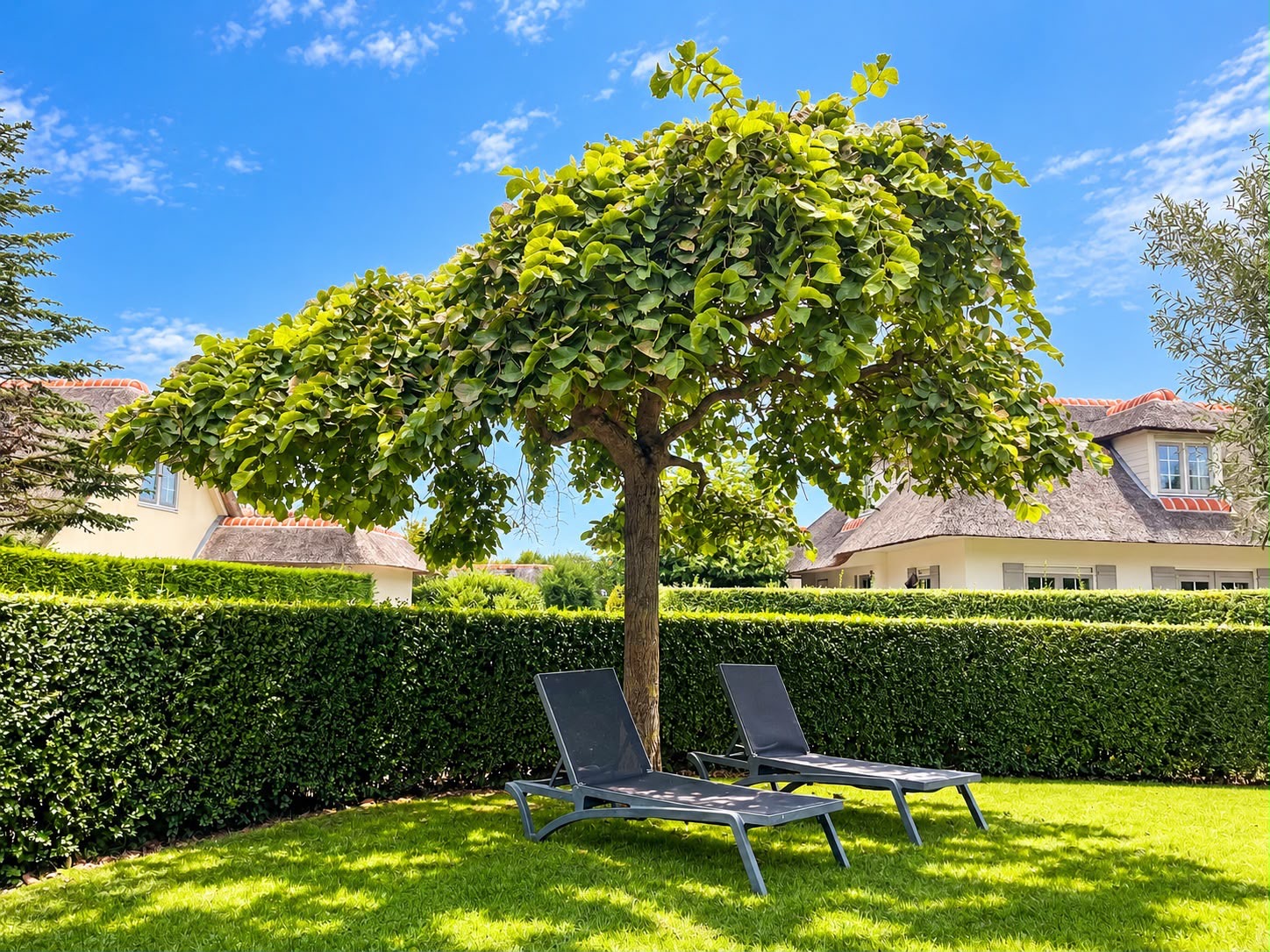 De grote boom in de tuin met twee ligstoelen eronder en een blauwe lucht